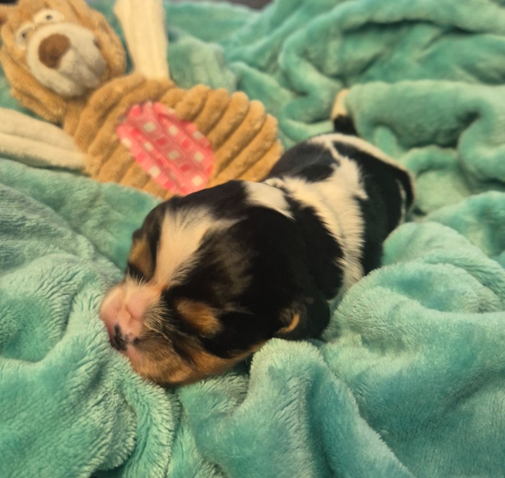 du Royaume des Astres - Chiots disponibles - Cavalier King Charles Spaniel