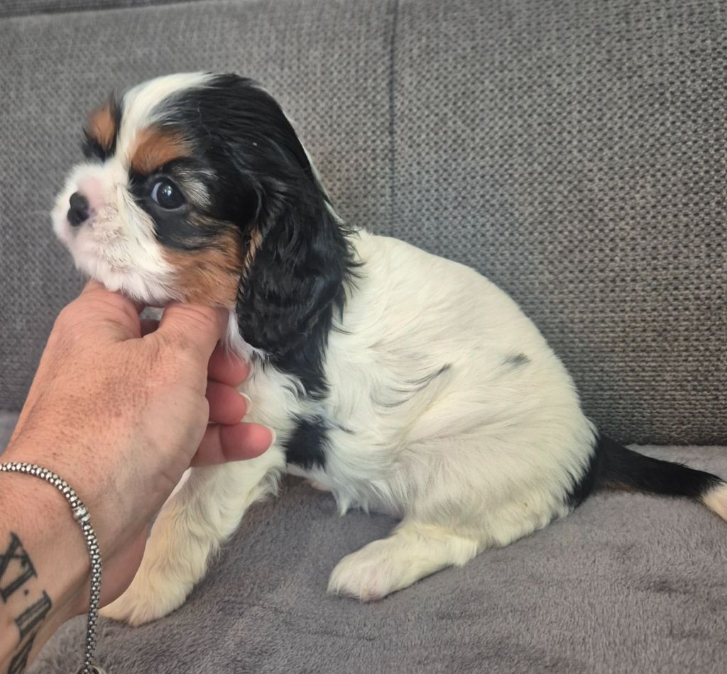 du Royaume des Astres - Chiots disponibles - Cavalier King Charles Spaniel