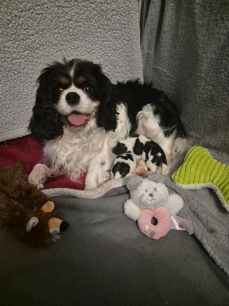 du Royaume des Astres - Cavalier King Charles Spaniel - Portée née le 16/02/2024