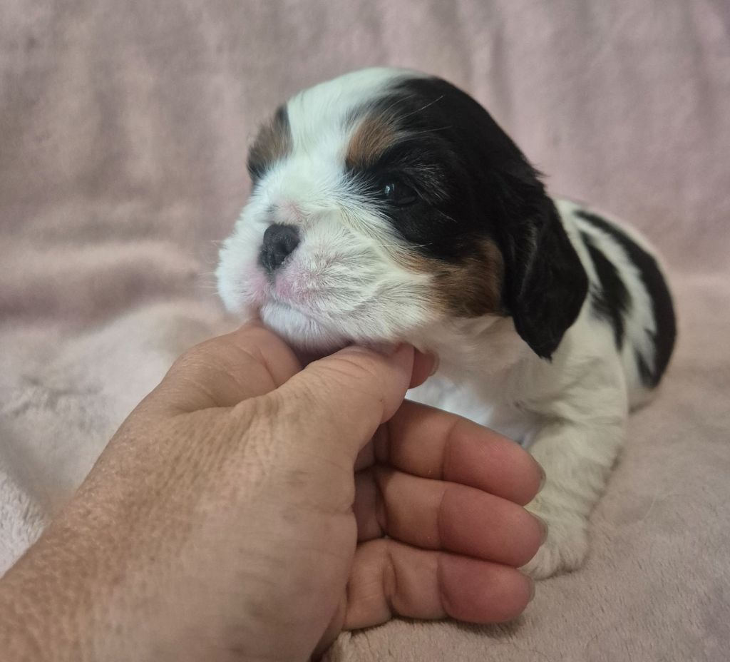 du Royaume des Astres - Chiots disponibles - Cavalier King Charles Spaniel