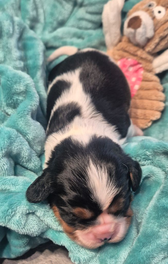 du Royaume des Astres - Chiots disponibles - Cavalier King Charles Spaniel